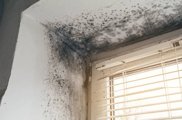 Affordable Black Mold Remediation solutions in Pleasant Hall, PA